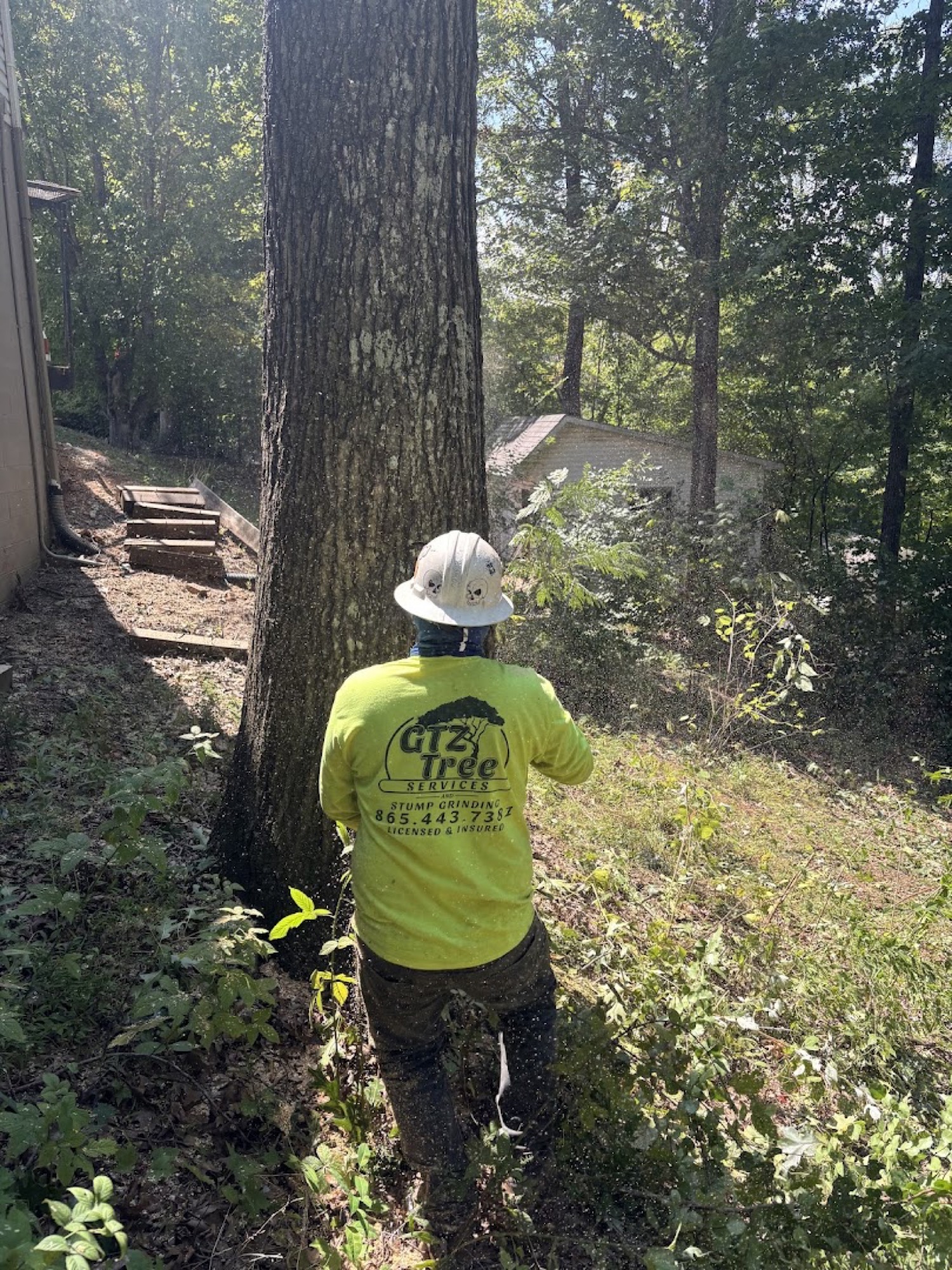 A GTZ Tree Service climber roped high in a tree on a Knoxville job