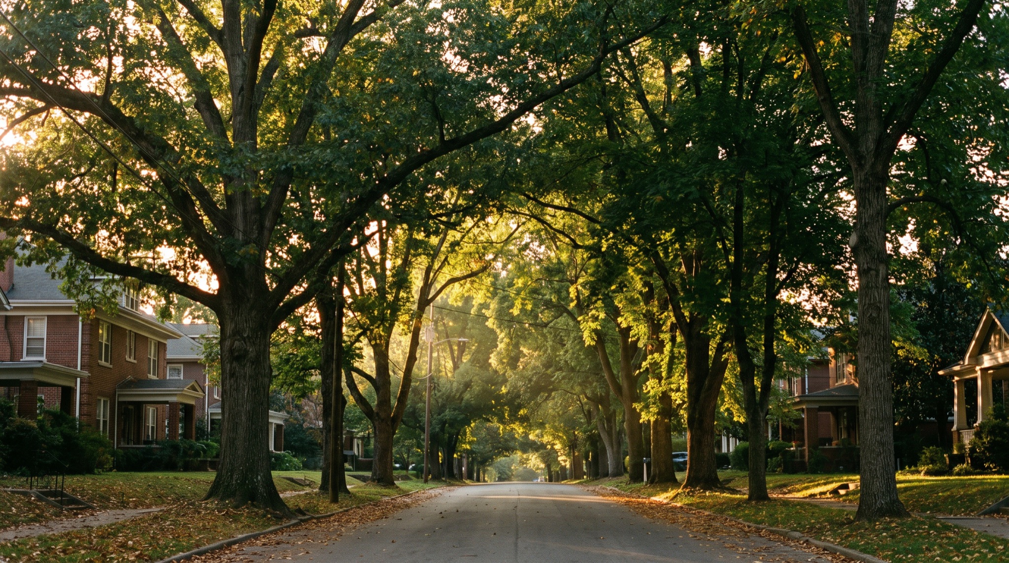 A tree-lined Knoxville residential street with mature hardwoods at golden hour