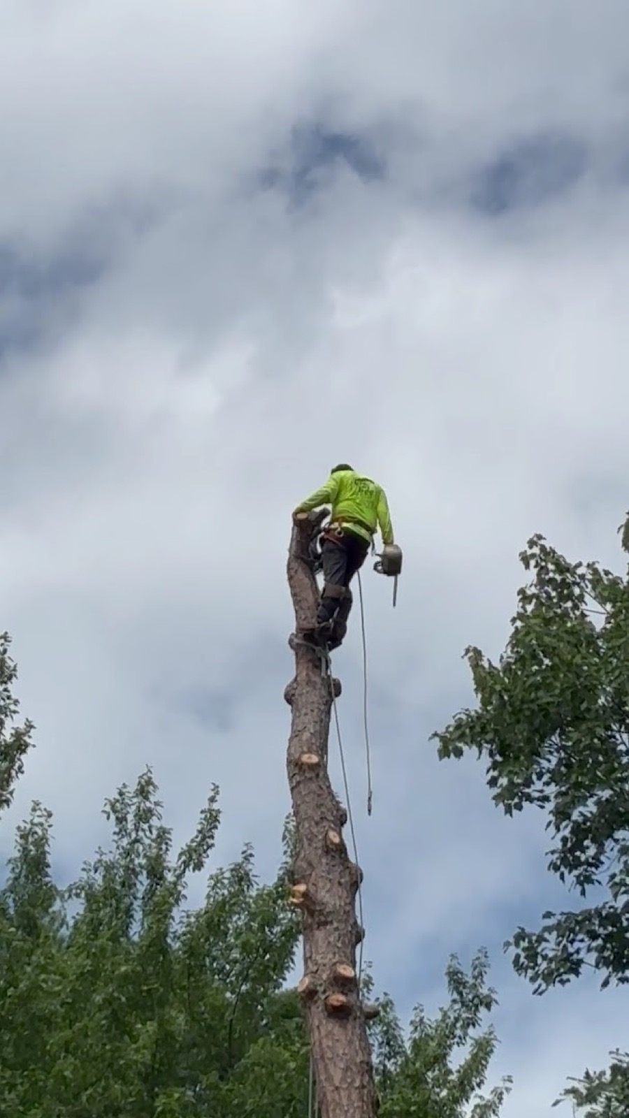 A GTZ climber pruning a tall tree in Knoxville
