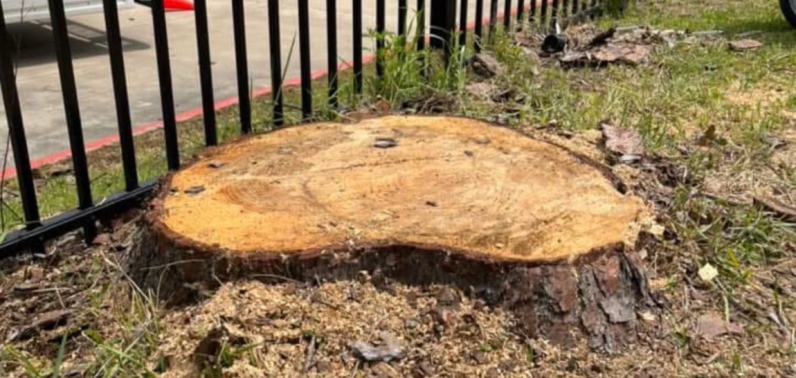 Real GTZ Tree Service work across Knoxville