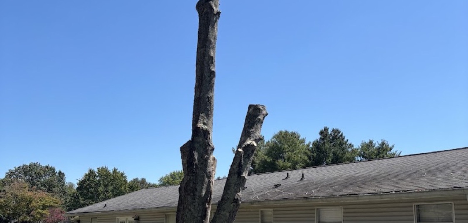 A large tree taken down beside a Knoxville home