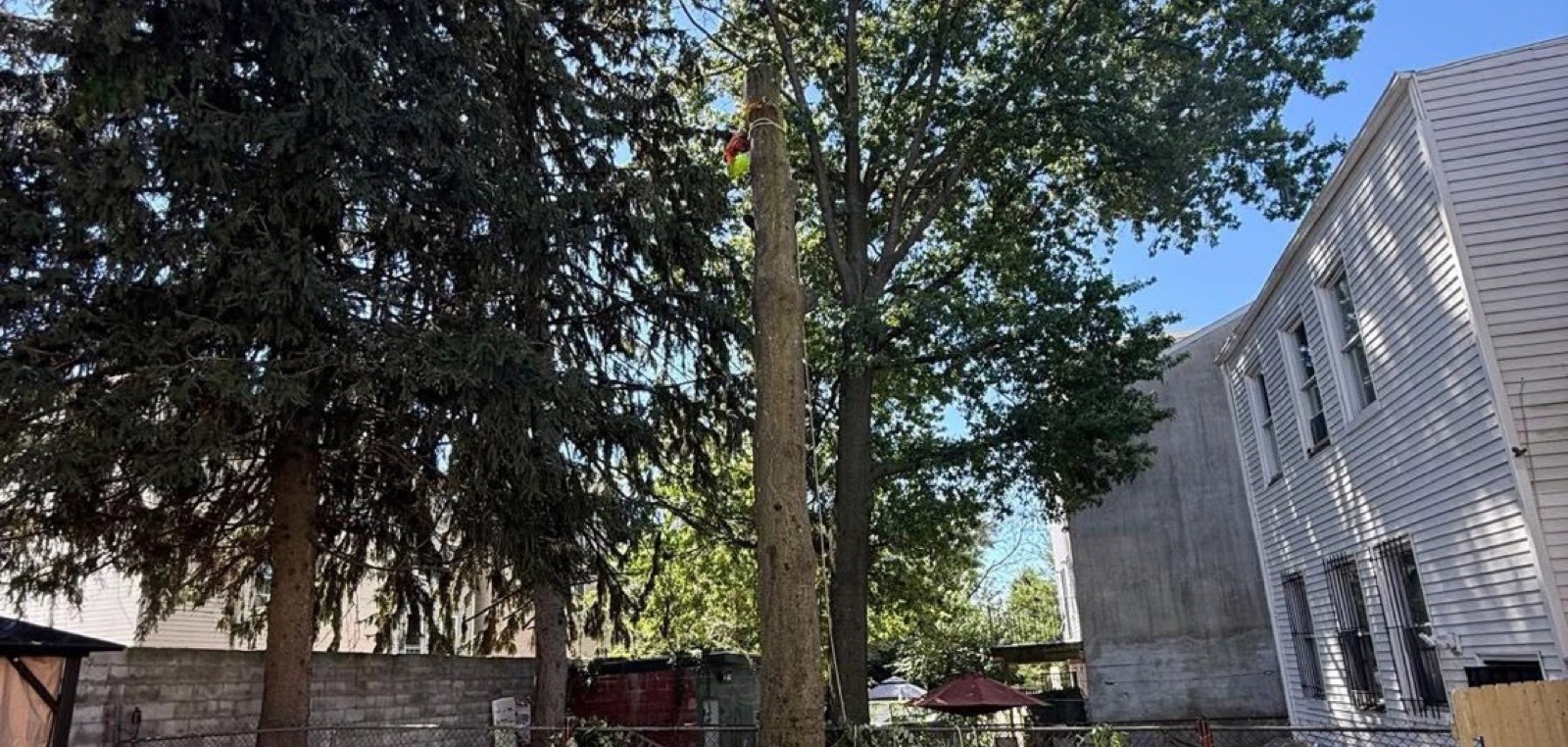 A Knoxville backyard cleared and cleaned up after tree work