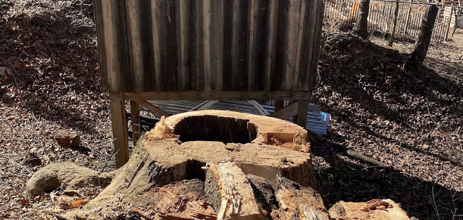 A large stump and cut timber left tidy after a Knoxville removal