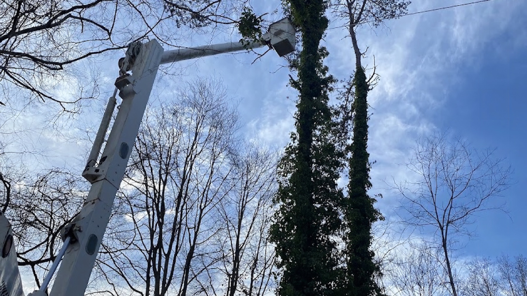 A GTZ Tree Service bucket lift working high in the canopy