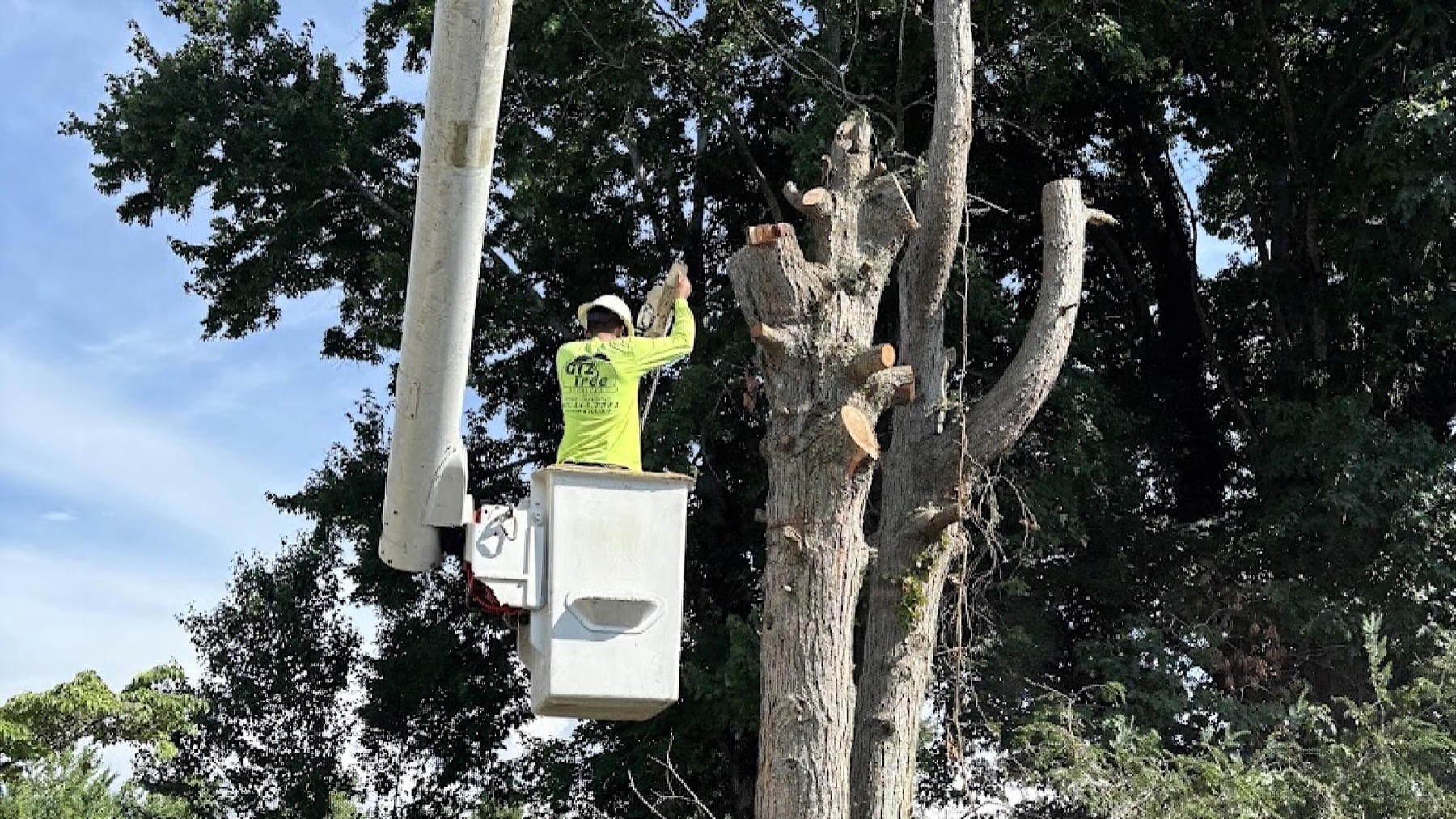 A GTZ Tree Service climber trimming a large tree from the bucket