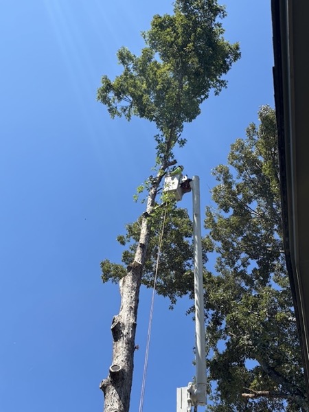 A GTZ bucket lift alongside a tree being taken down in Knoxville