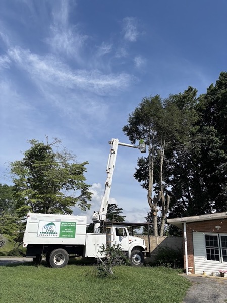 GTZ bucket truck reaching into a tall tree by a Knoxville home