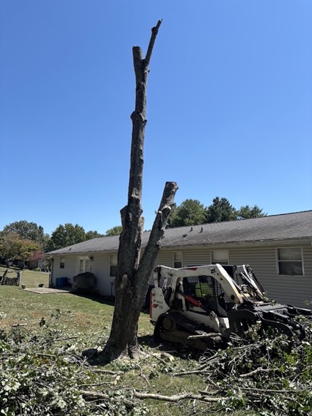 A bare trunk left standing before sectional removal, skid steer on site