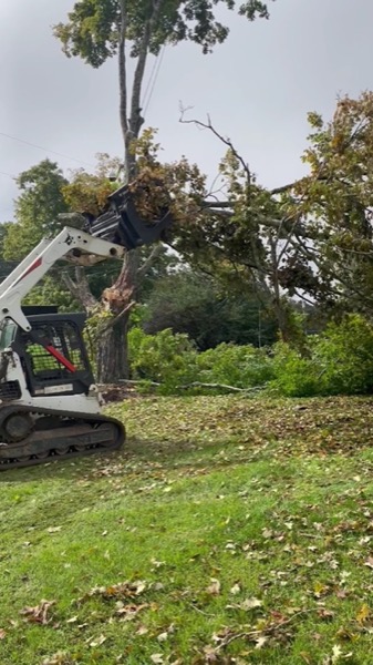 Skid steer clearing brush and logs on a Knoxville property
