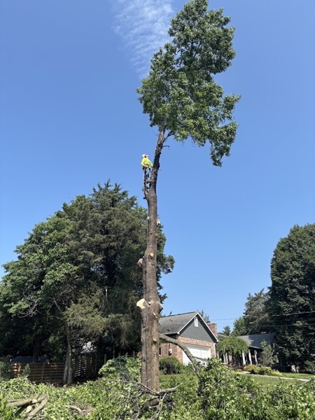 A tall hardwood being taken down limb by limb