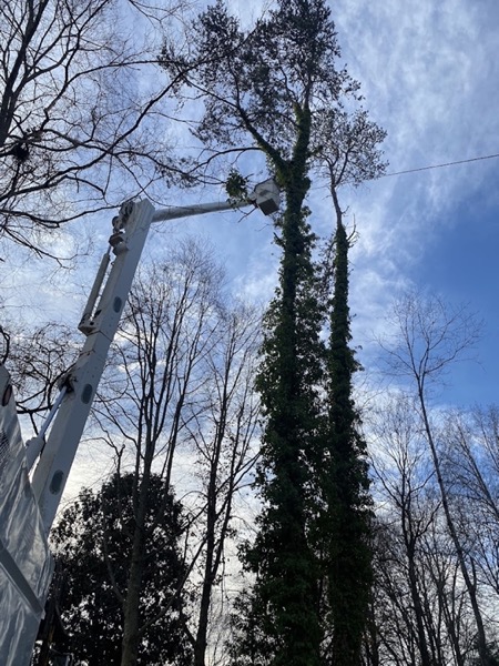 A GTZ bucket lift raised into tall trees on a Knoxville job