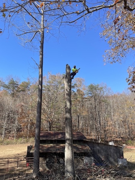 Topped tree ready for sectional felling