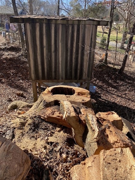 A large stump cut down flush after a removal in Knoxville