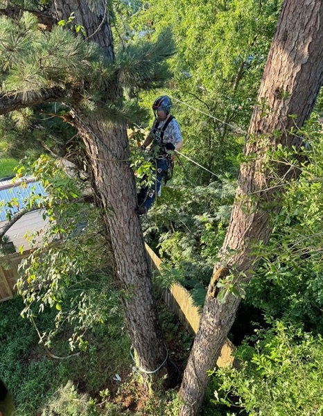 A GTZ Tree Service climber roped in high on a pine