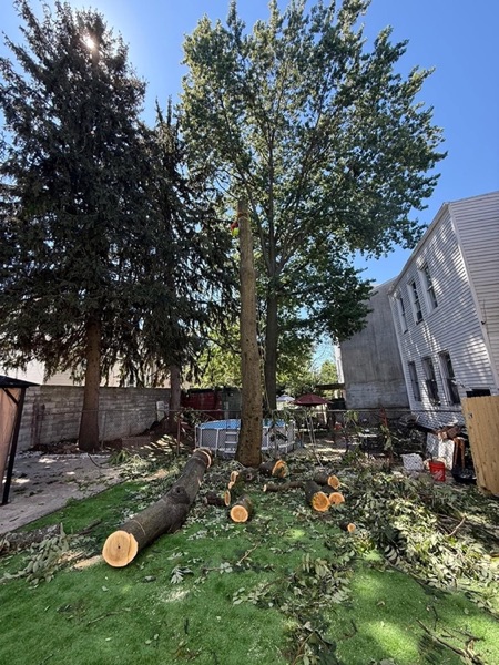 A large tree taken down and sectioned in a backyard