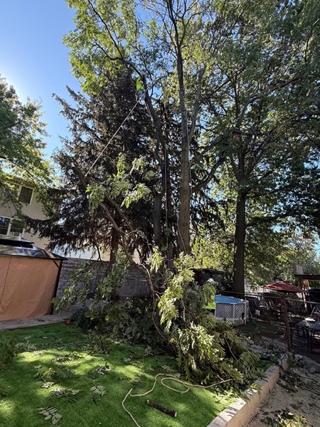 A large tree down across a Knoxville backyard, ready for removal