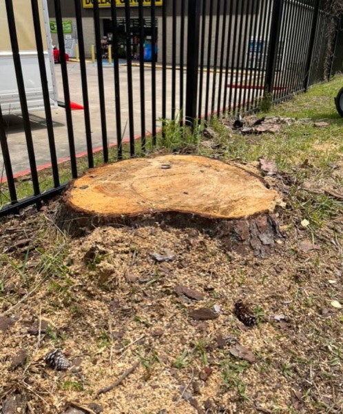 A large tree cut down flush to the stump on a Knoxville property