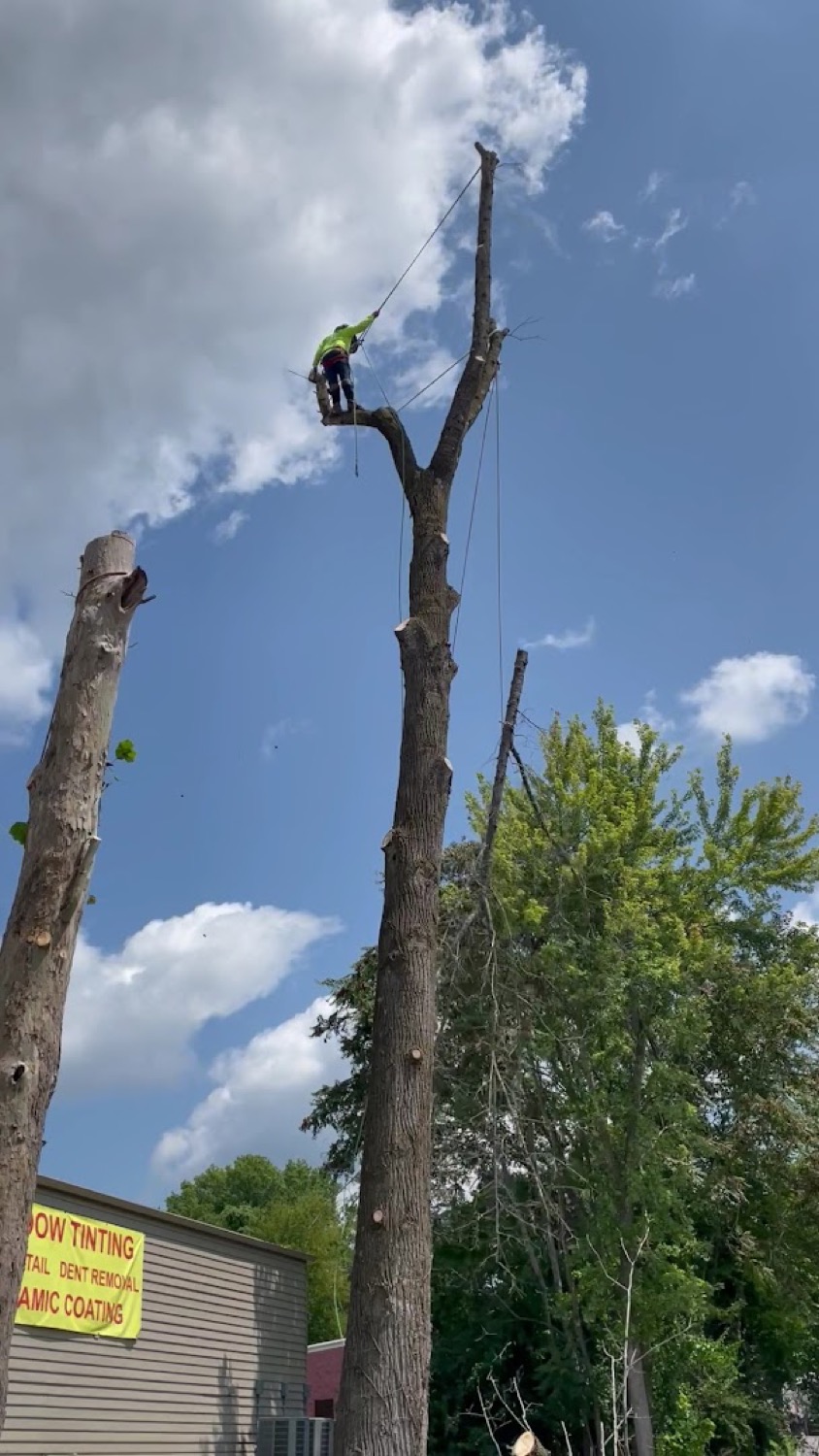 A GTZ climber roped high in a tree during a removal