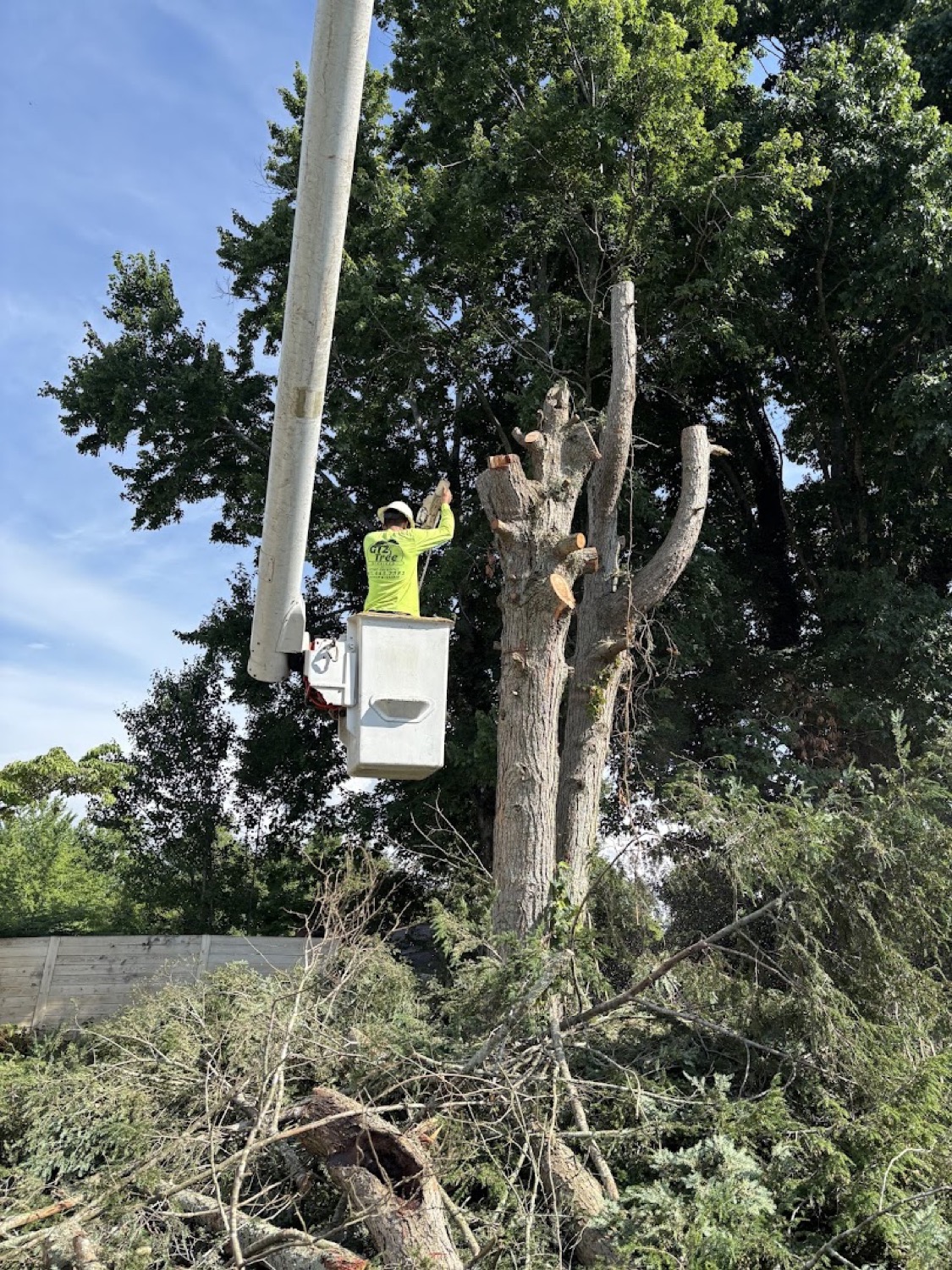 A GTZ Tree Service crew member removing a large tree from the bucket lift