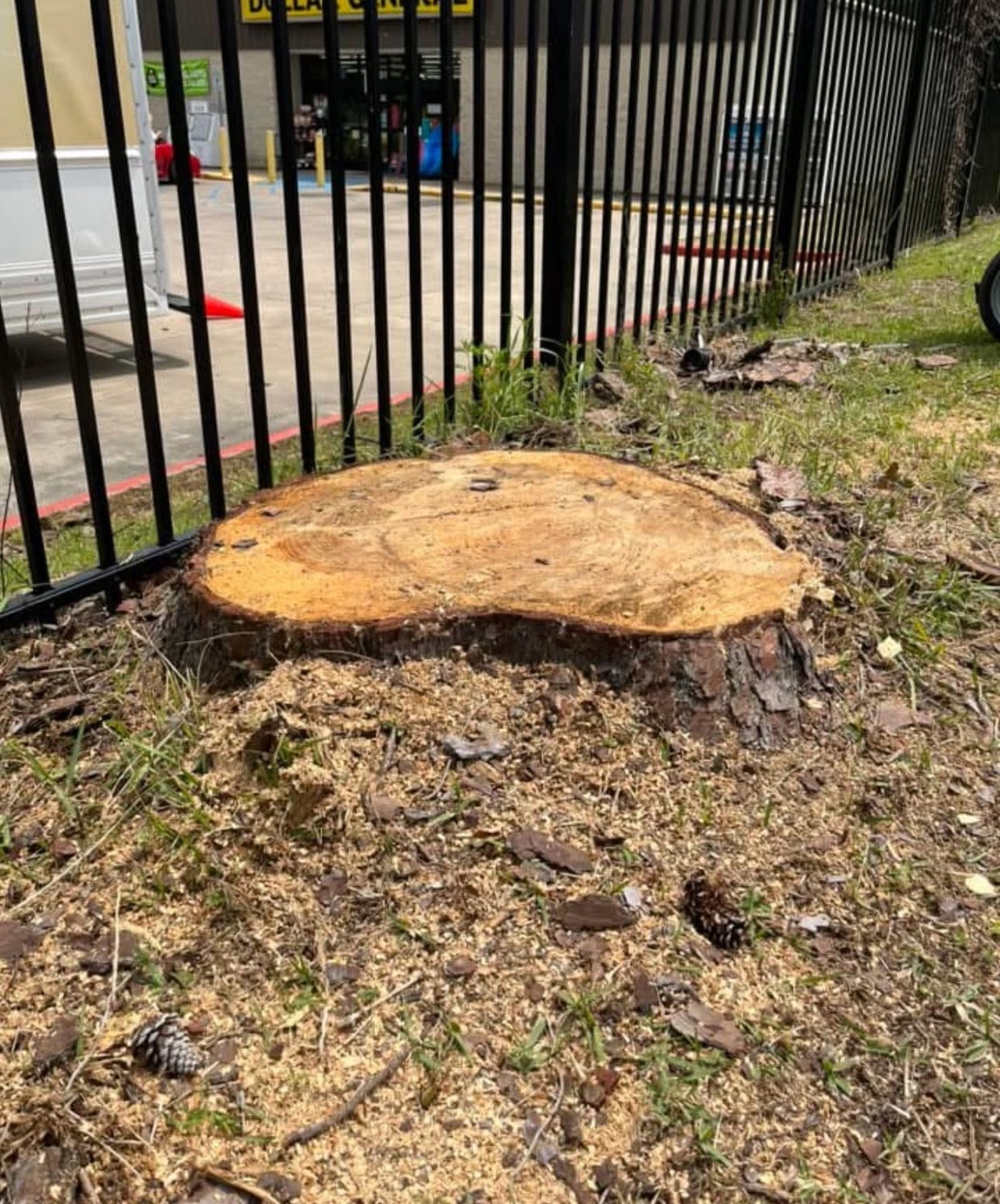 A freshly ground stump left clean on a Knoxville property